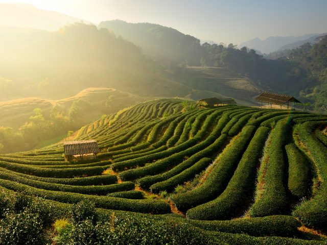 Tea Art Lecture – 2025.09.18 EVENTS / RELEASES / PRESENTATIONS
