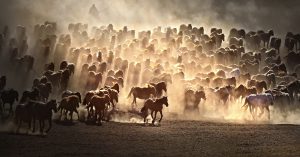 Galloping – 2026.04.21 EXPOSIÇÕES